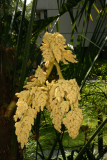 Trachycarpus fortunei RCP5-10 338.jpg